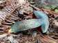 Neoboletus praestigiator (Neoboletus praestigiator), Zemplén